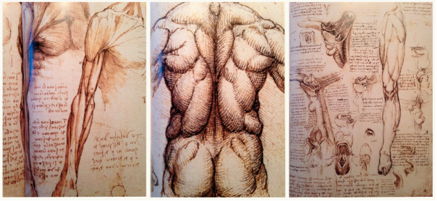 Leonardo da Vinci, Anatomie, Zeichnungen, LNB, Roland Liebscher-Bracht, Schmerzteherapie, LNB, Mechanik, Reichelt, Medizin für Menschen, 